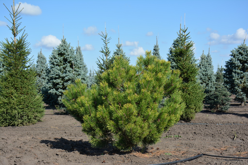 Pinus mugo `Zundert` (13).JPG